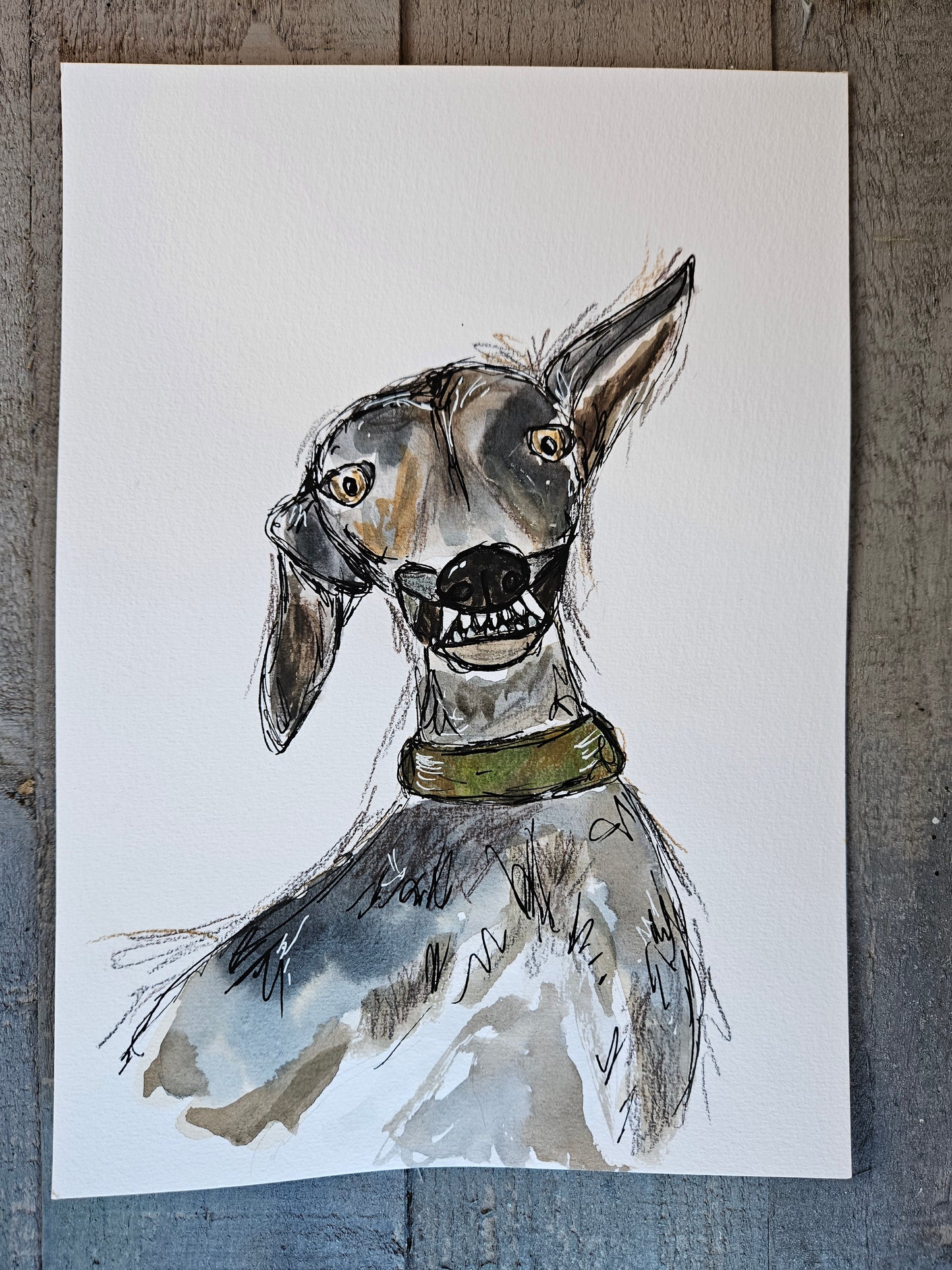 Teef greyhound