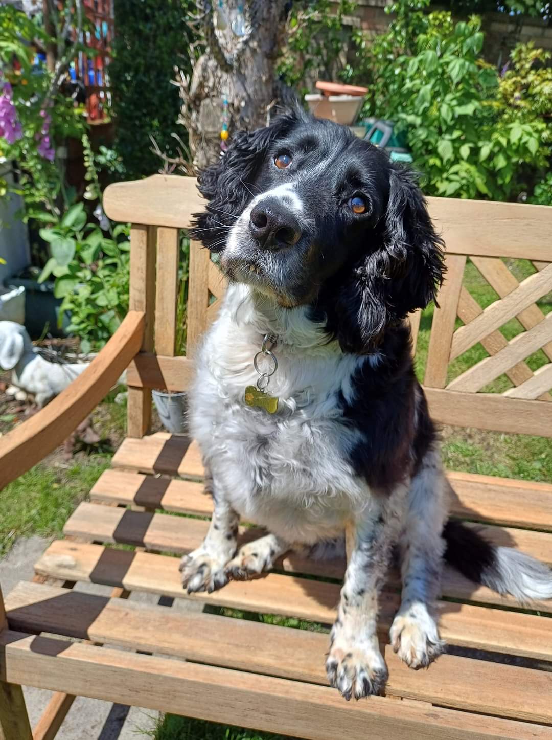 Brucie-June dog a day