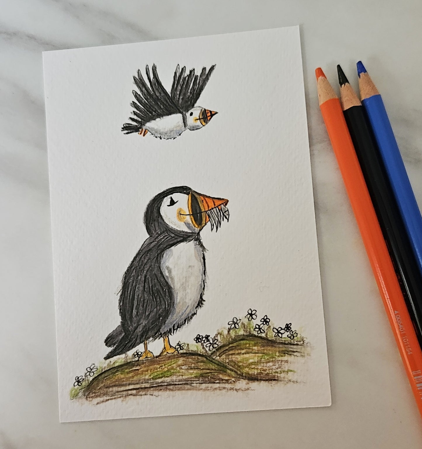 Puffin illustration