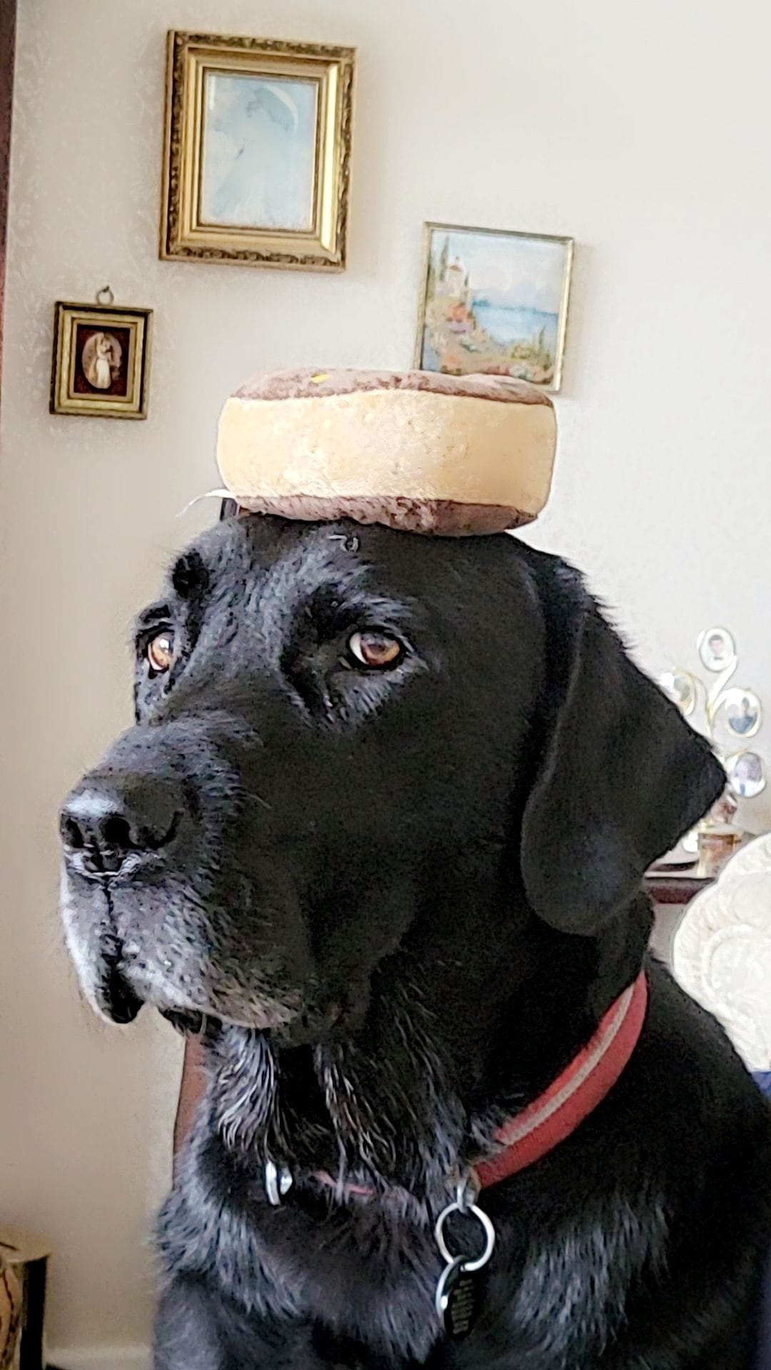 Day 11- Beano with his doughnut crown!