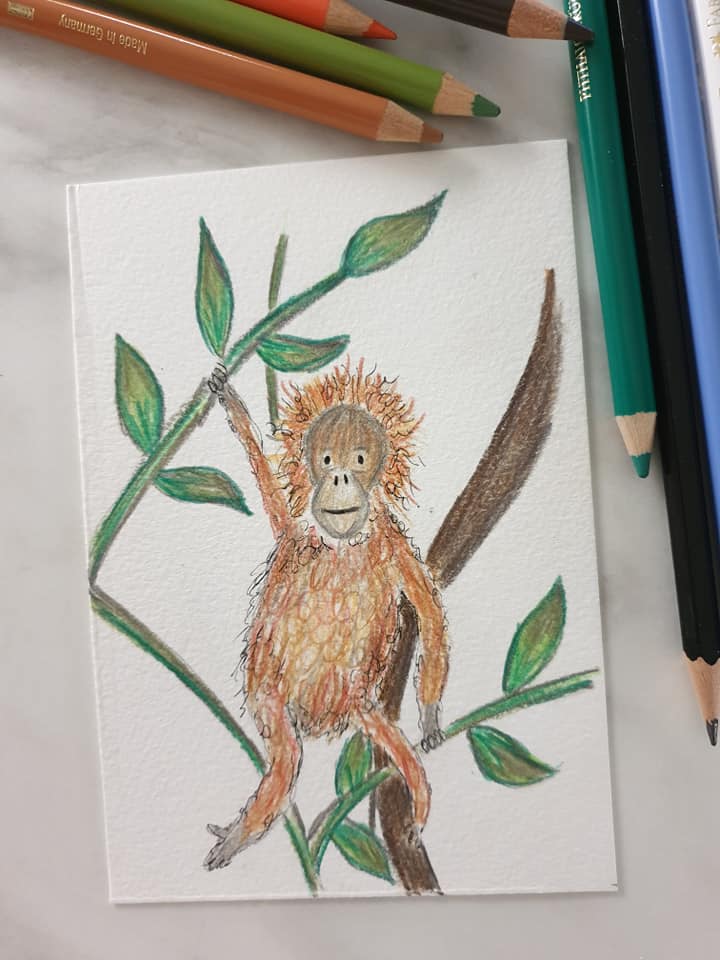 Timmy the orangutan illustration