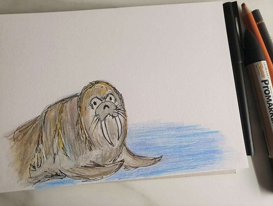'Willis' Walrus illustration