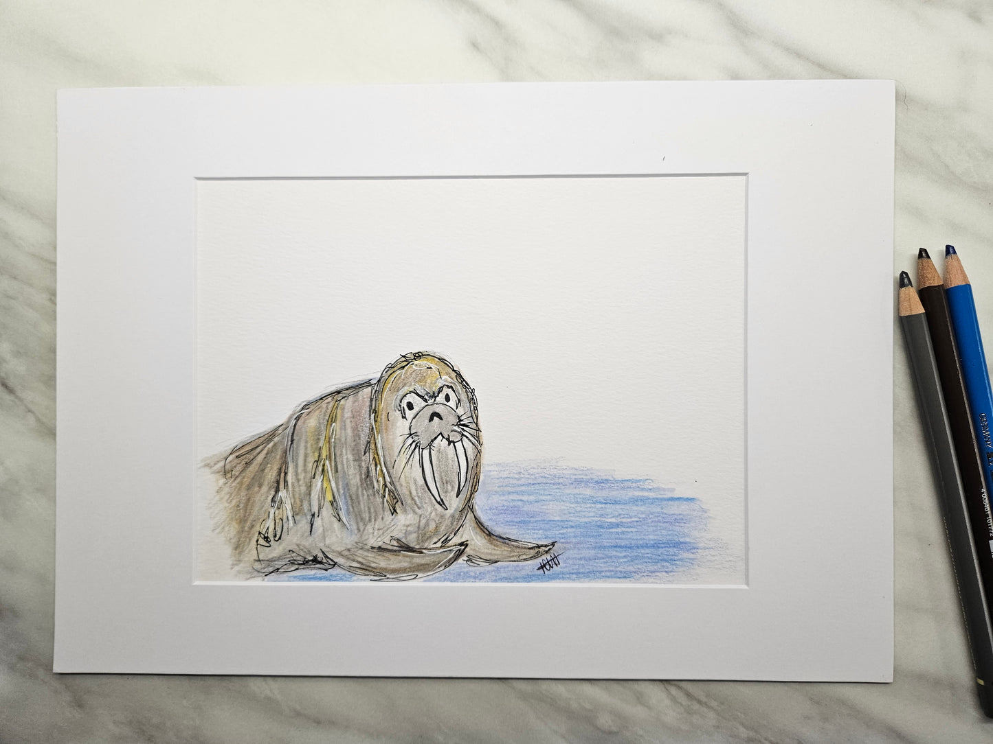 'Willis' Walrus illustration