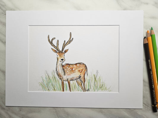 'Poppy' Fallow deer illustration
