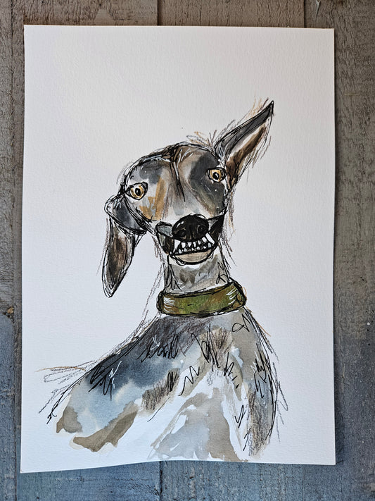 Teef greyhound