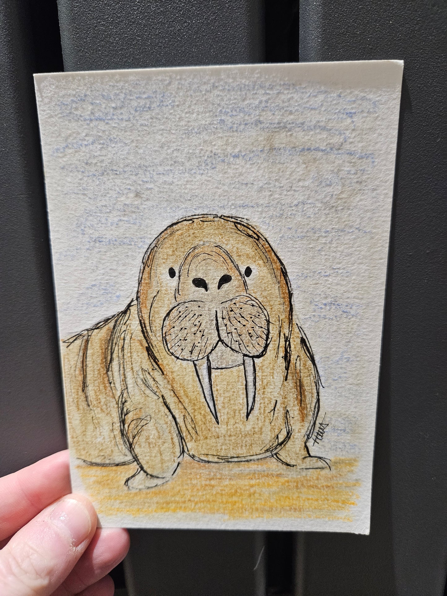 Walrus illustration