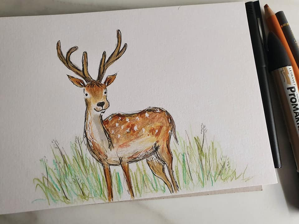 'Poppy' Fallow deer illustration