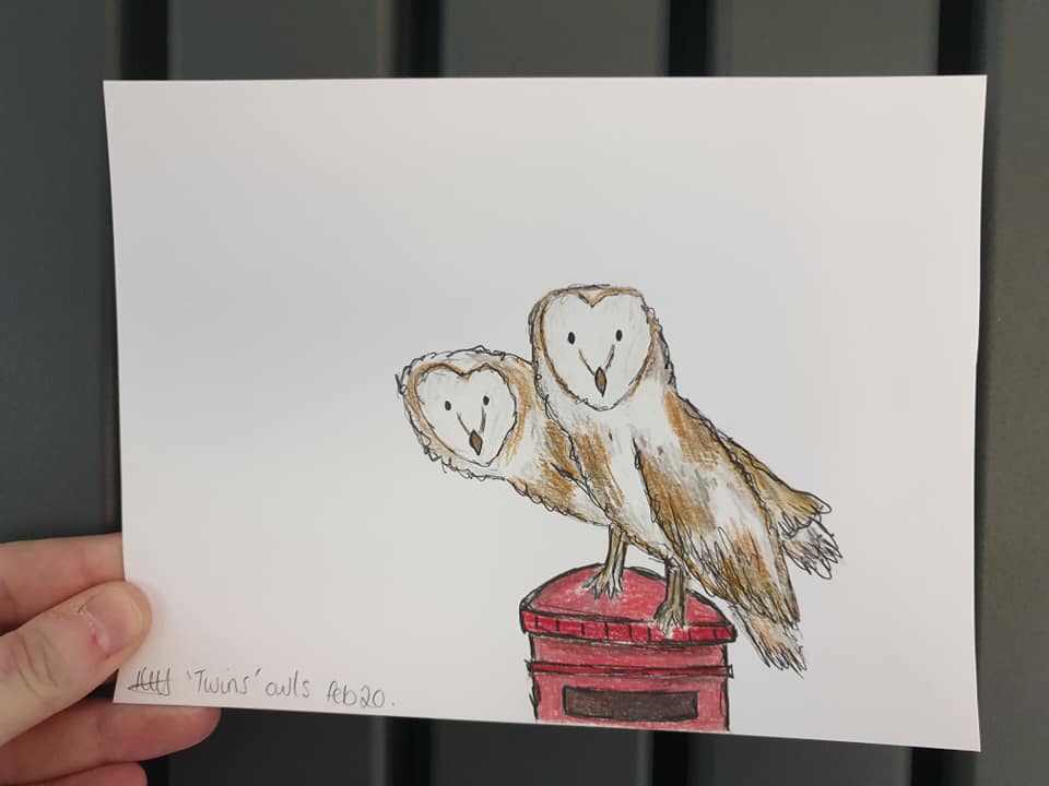 'Twins' Owls illustration